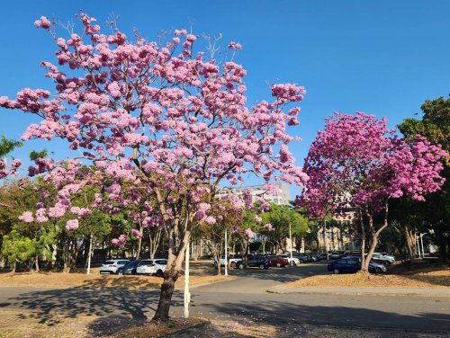 校園春日限定美景　紅花風鈴木燦爛綻放　邀您共賞